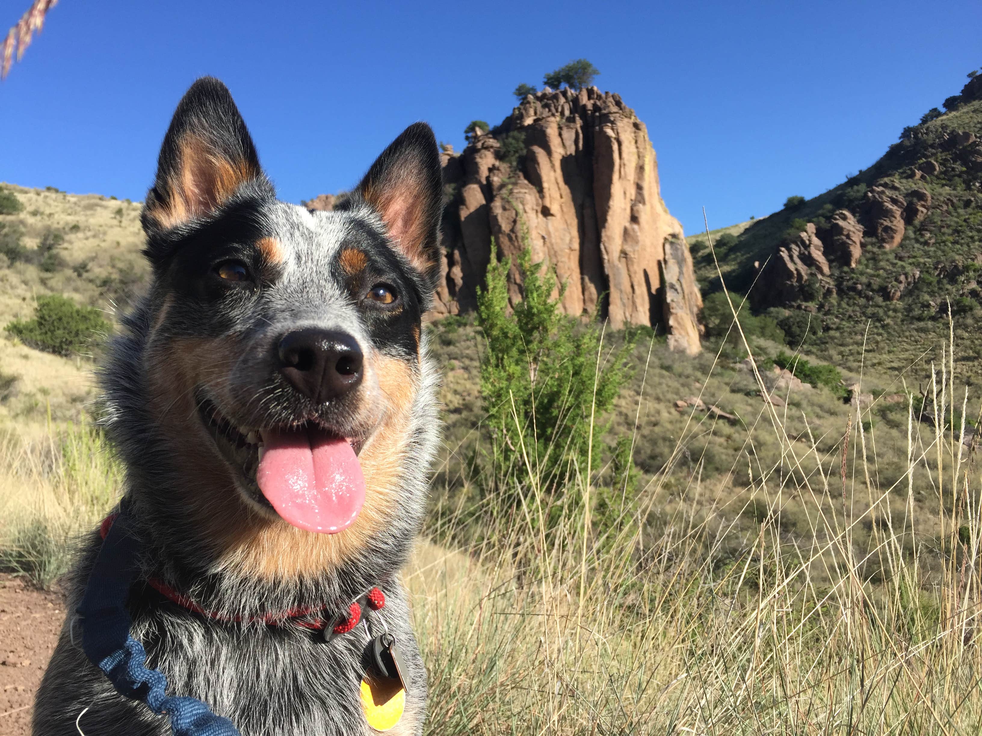 Molly G.'s photo of camping with pets at Davis Mountains State Park Campground near Marfa, TX