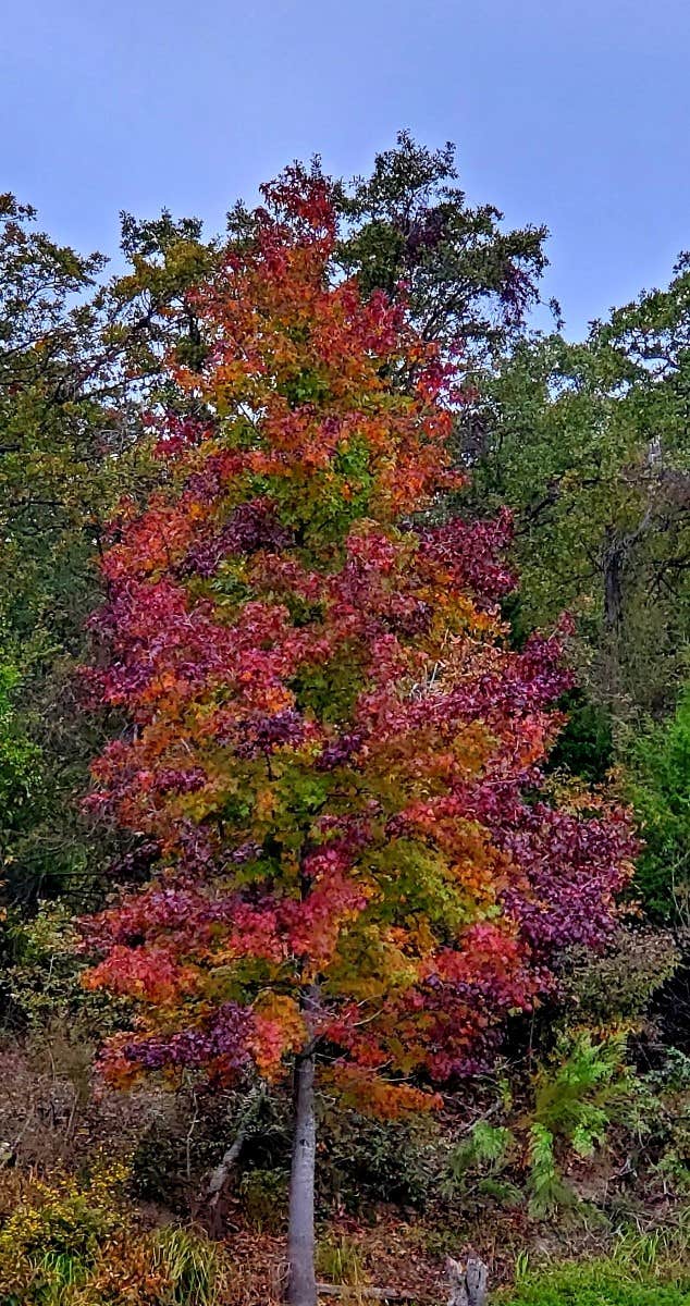 Camper-submitted photo at Texas Log Cabin RV Park near Wills Point, TX