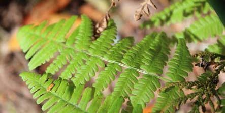 Camper submitted image from Tyee Recreation Site