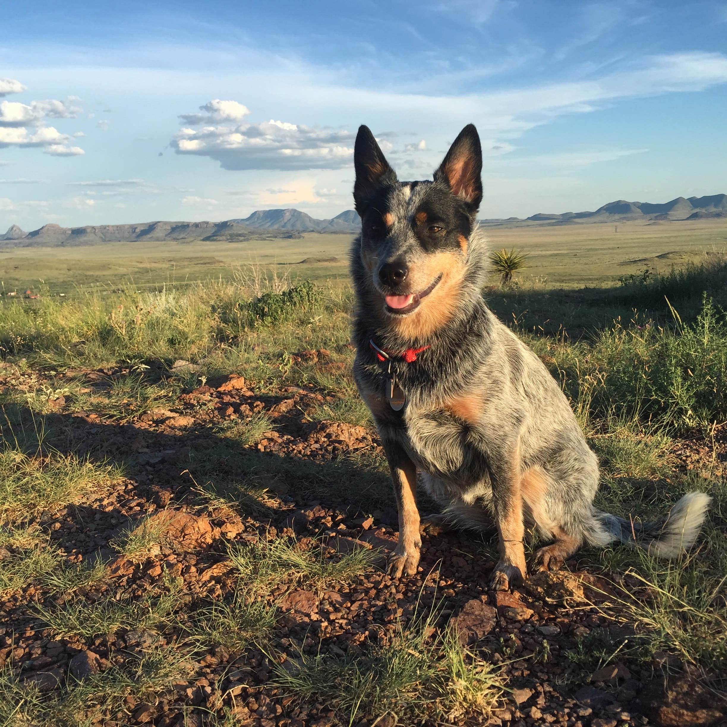 Molly G.'s photo of camping with pets at Davis Mountains State Park Campground near Balmorhea, TX