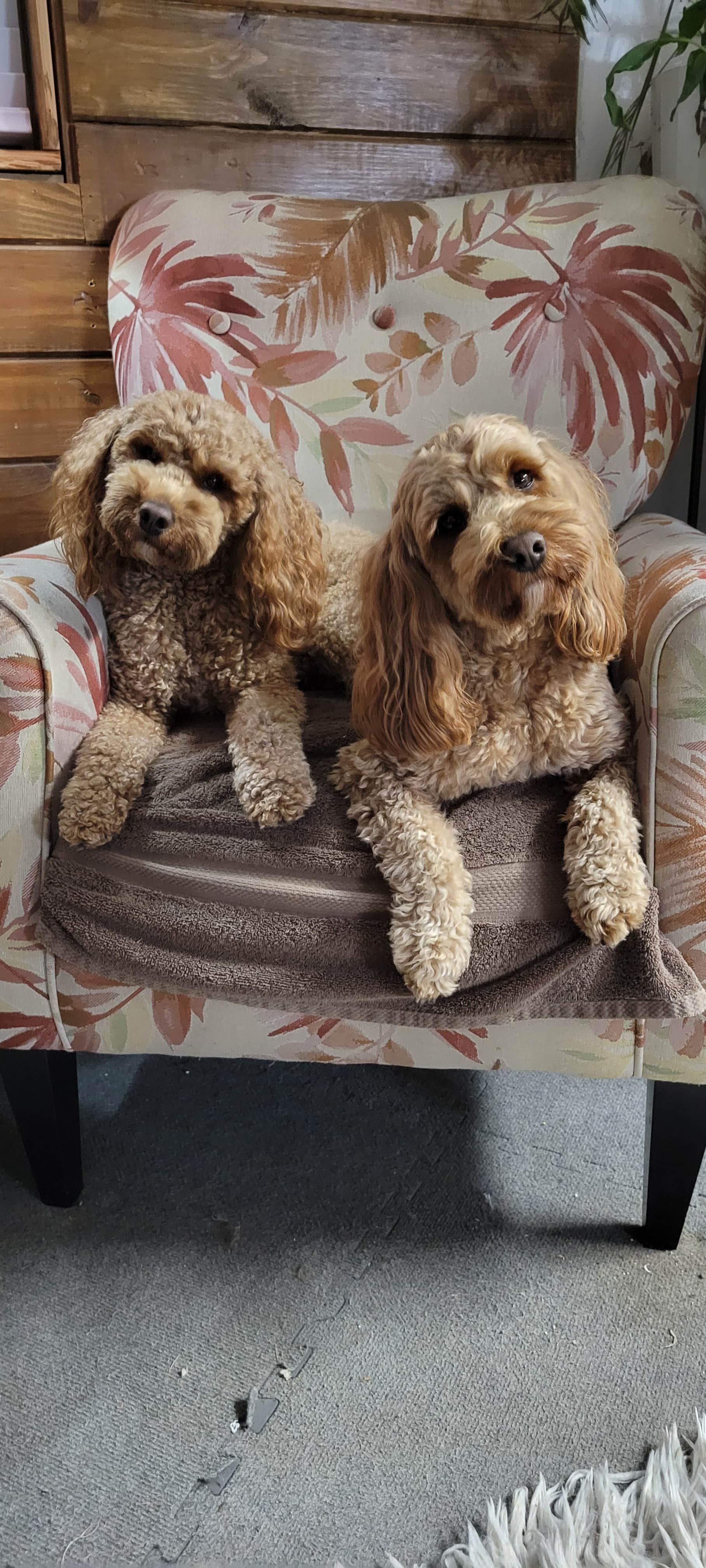 Grater R.'s photo of camping with pets at Grater RV Hideaway Cove near Mary Esther, FL