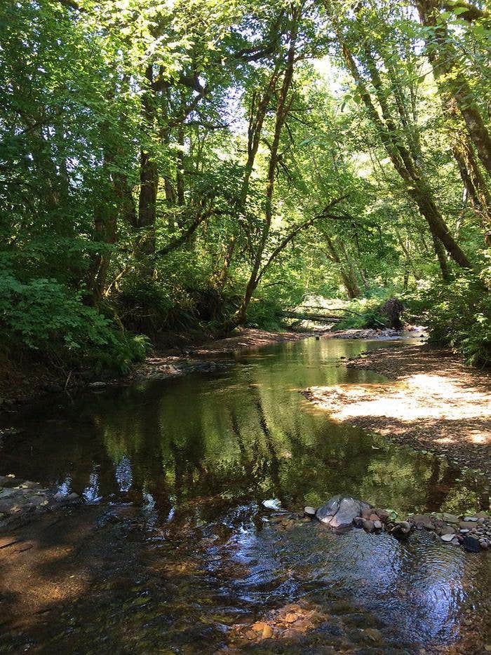 Camper-submitted photo at Whittaker Creek Recreation Site near Veneta, OR
