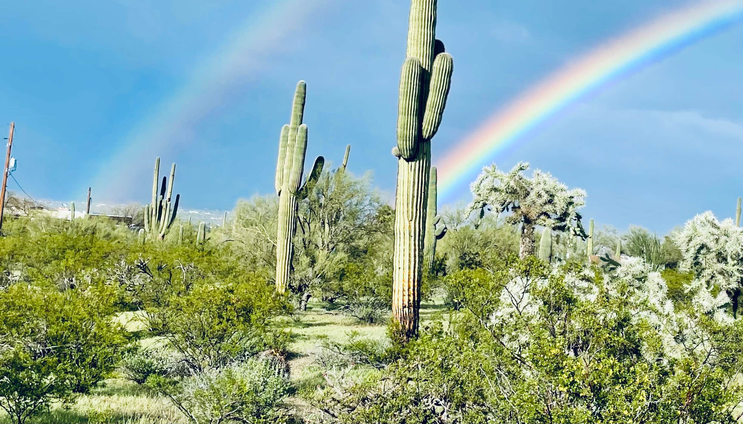 Saguaro National Park