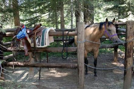 Saddle on corral railing in front of buckskin horse with purple halter looking  toward camera.



Willow prairie horsecamp

Credit: USFS