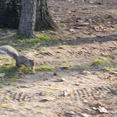 Review photo of North Higgins Lake State Park Campground by Chuck M., April 29, 2024