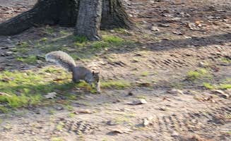 Chuck M.'s photo of camping with pets at North Higgins Lake State Park Campground near Lake City, MI