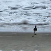 Review photo of Assateague State Park Campground by Chuck M., April 29, 2024