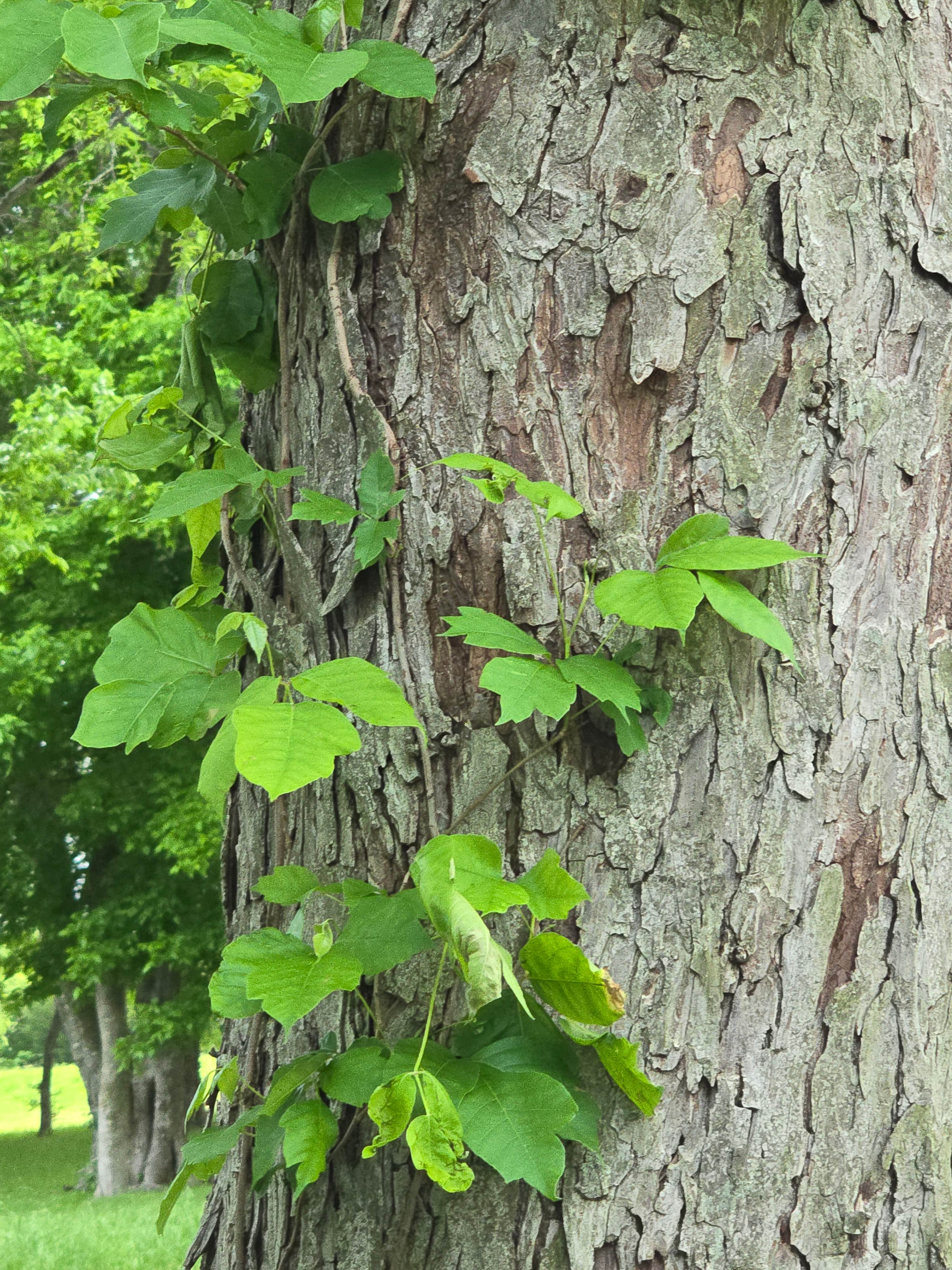 Camper submitted image from Waxahachie Creek Park - 1