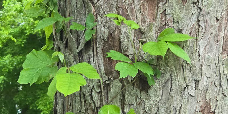 Camper submitted image from Waxahachie Creek Park
