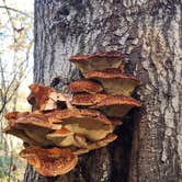 Review photo of Lums Pond State Park Campground by Chuck M., April 29, 2024