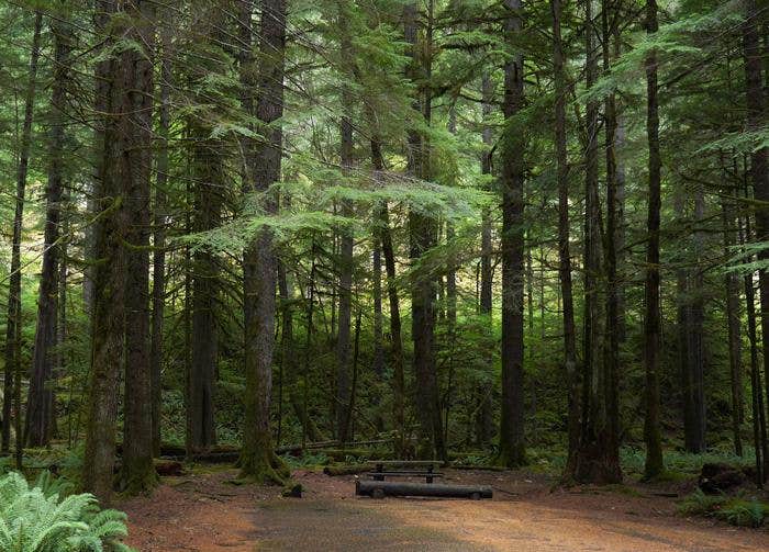 Camper submitted image from Gifford Pinchot National Forest North Fork Forest Camp Campground - 2