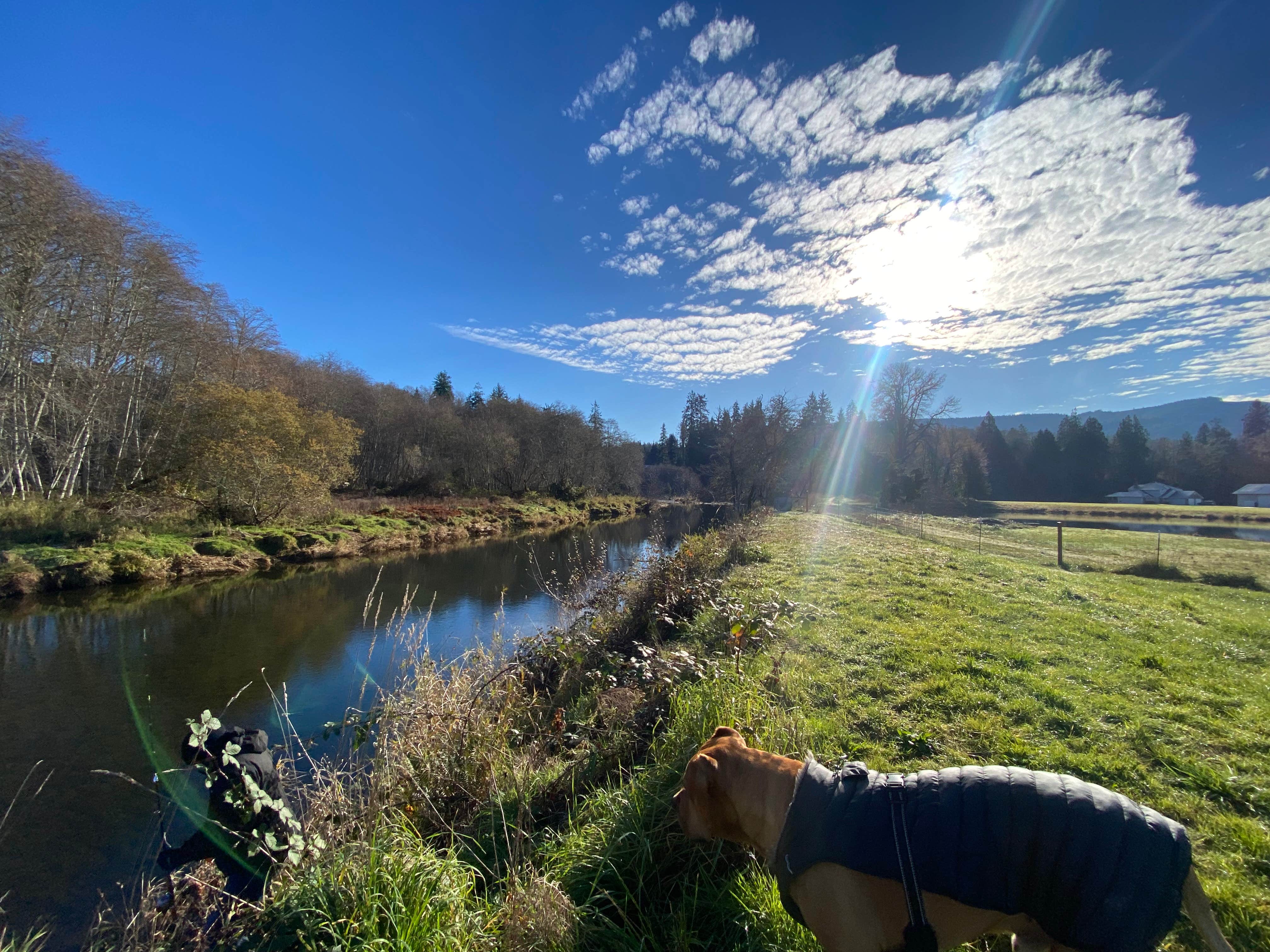 Don P.'s photo of camping with pets at Brown Falcon Campground BFC near Longview, WA
