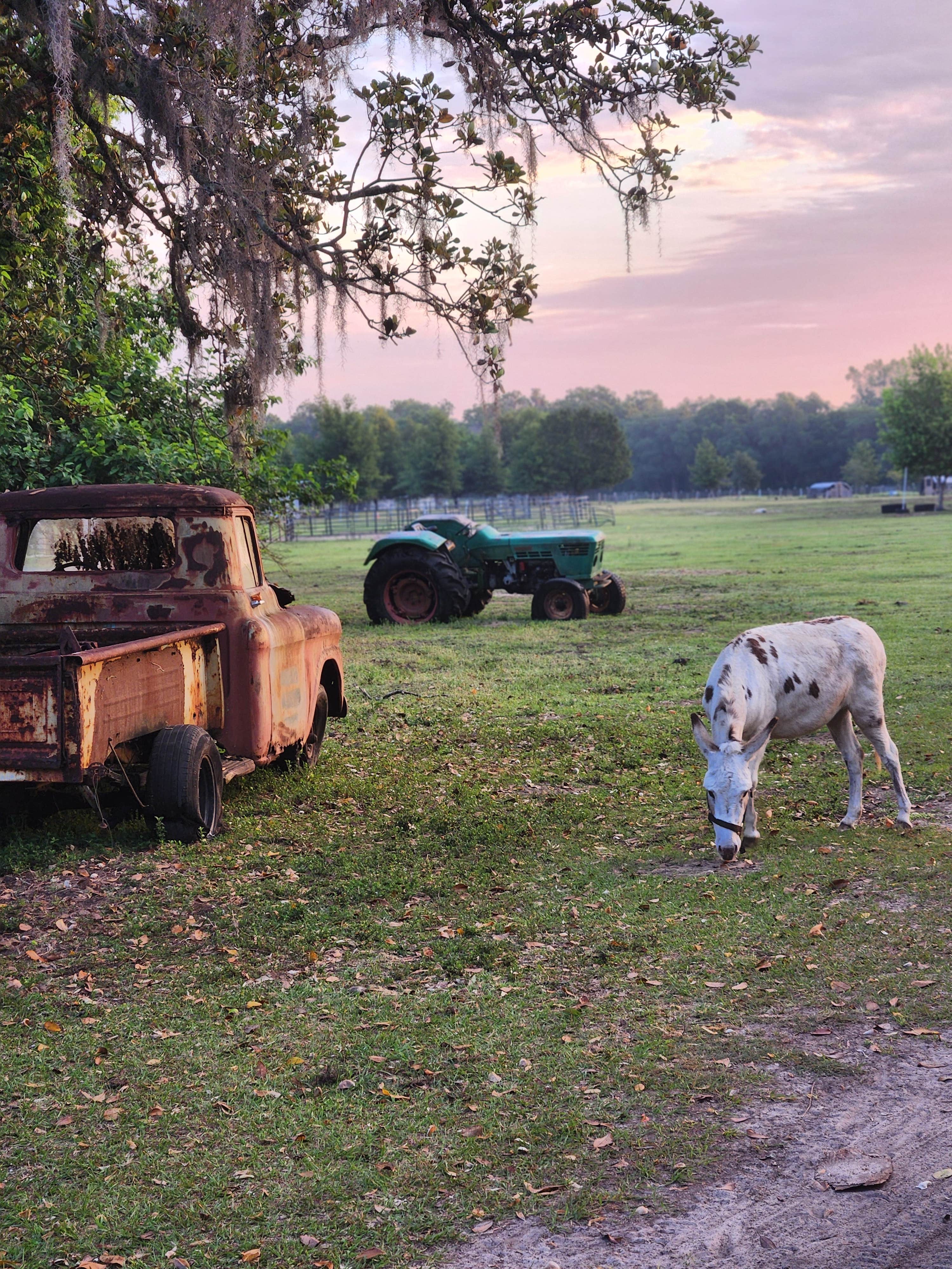 Camping near Green Swamp — West Tract: Florida Farm School & Animal Rescue Inc, Dade City, Florida