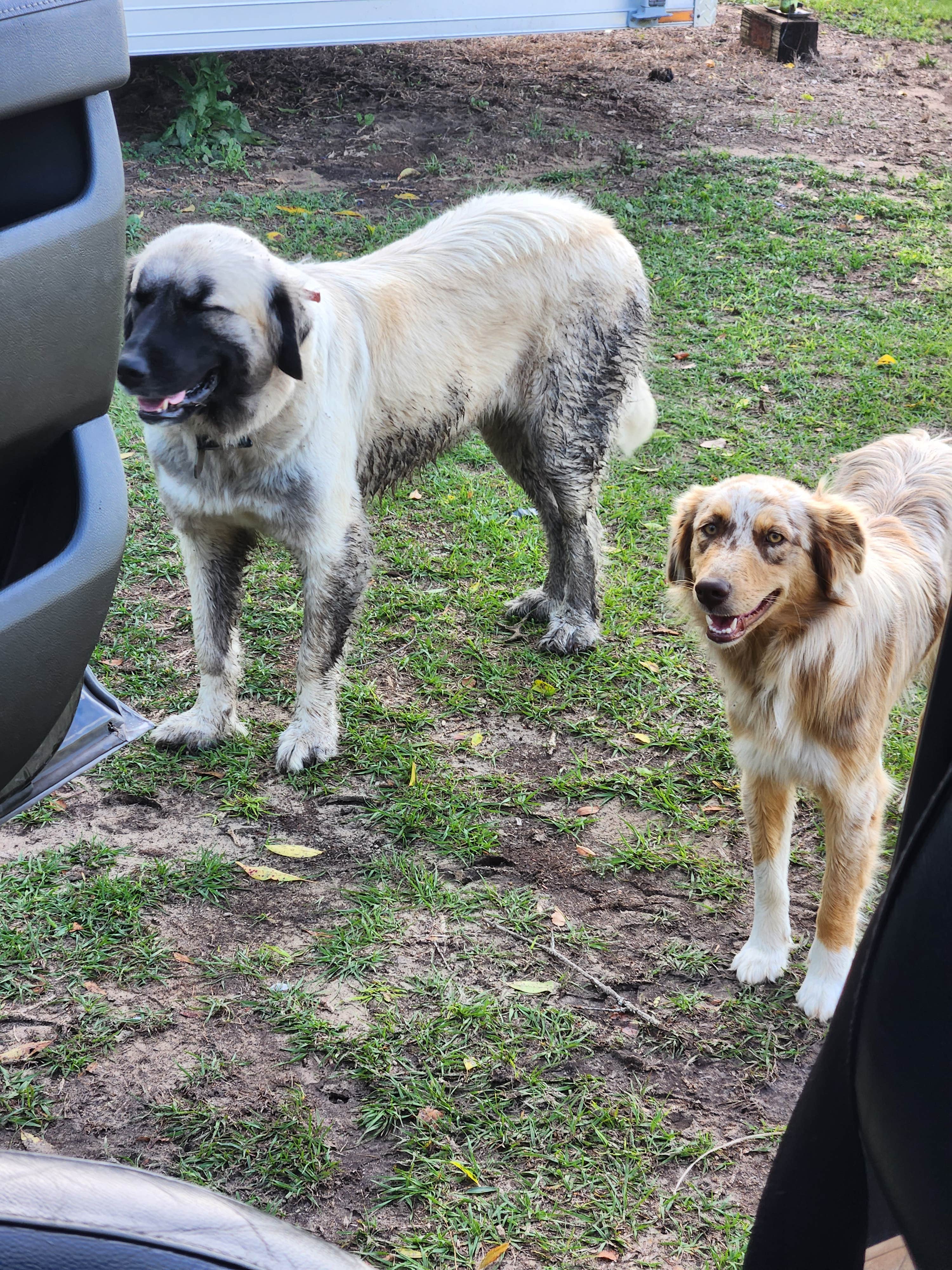 Sarah J.'s photo of camping with pets at Florida Farm School & Animal Rescue Inc near Trilby, FL