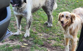 Sarah J.'s photo of camping with pets at Florida Farm School & Animal Rescue Inc near Webster, FL