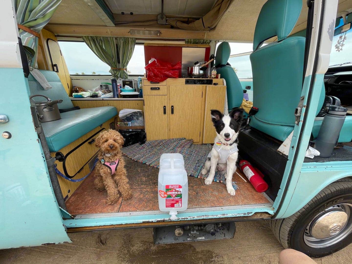 Bill S.'s photo of camping with pets at Vintage Surfari Wagons Campers near South Gate, CA