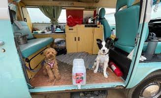Bill S.'s photo of camping with pets at Vintage Surfari Wagons Campers near Irvine, CA