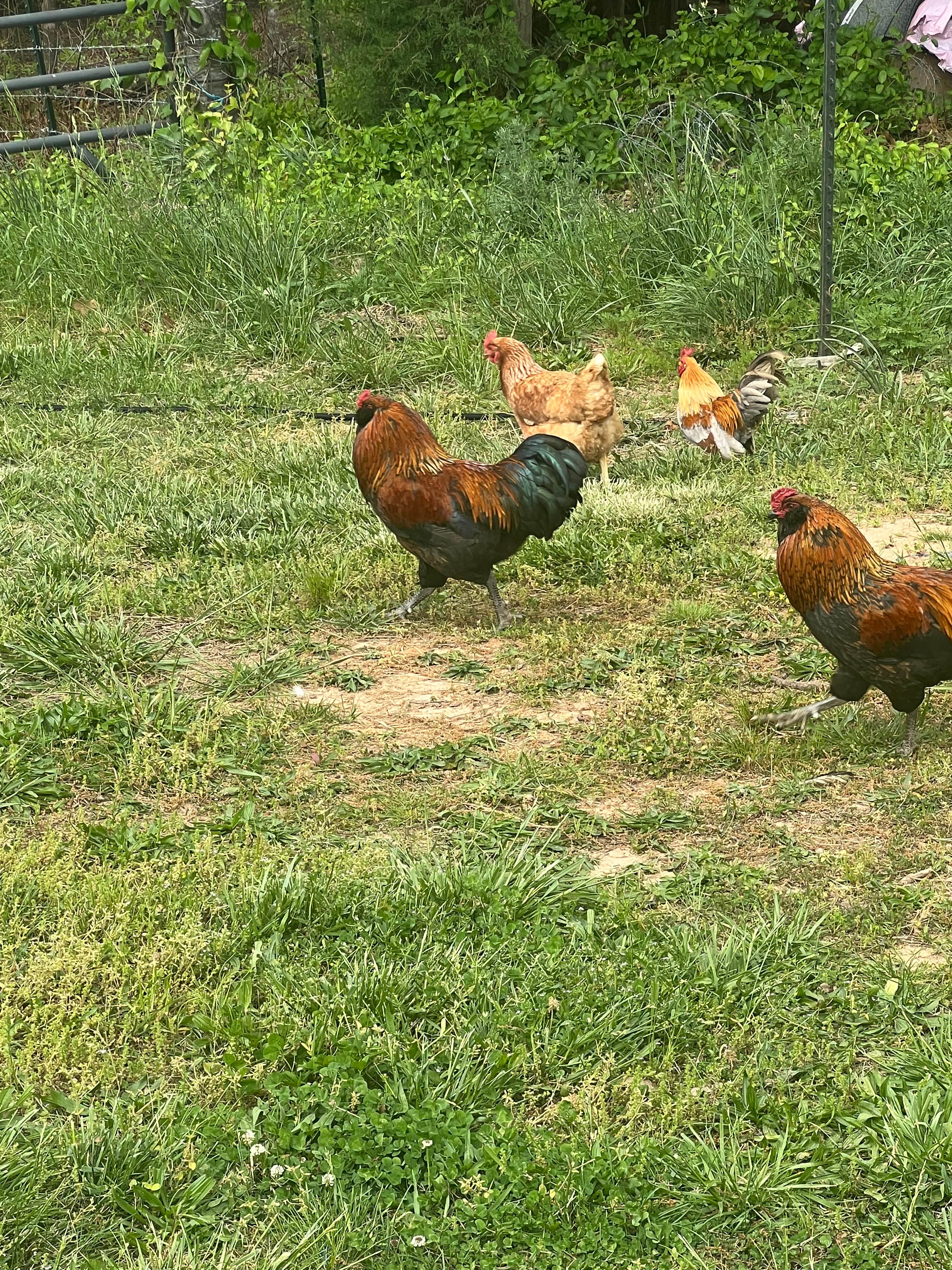 Camper-submitted photo at RodneysRaptors near Chatham, VA