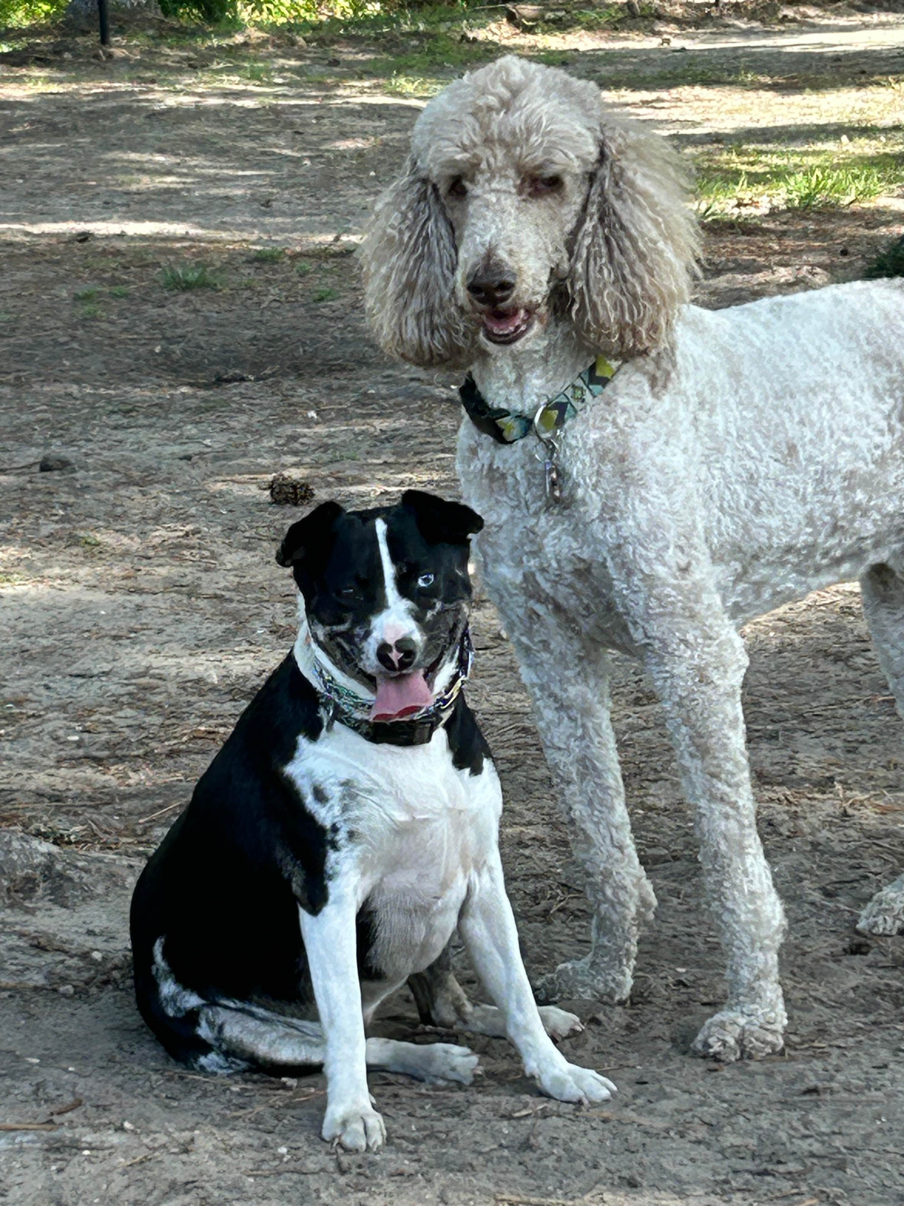 Maya C.'s photo of camping with pets at Brunswick Beaches RV Resort near Nichols, SC