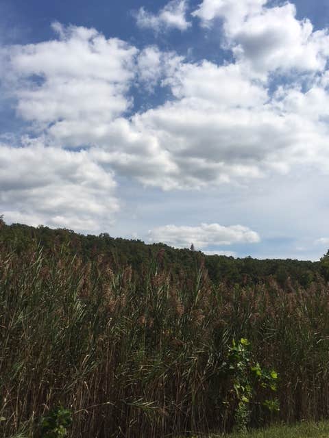 Camper submitted image from St. Joe State Park Campground - 2