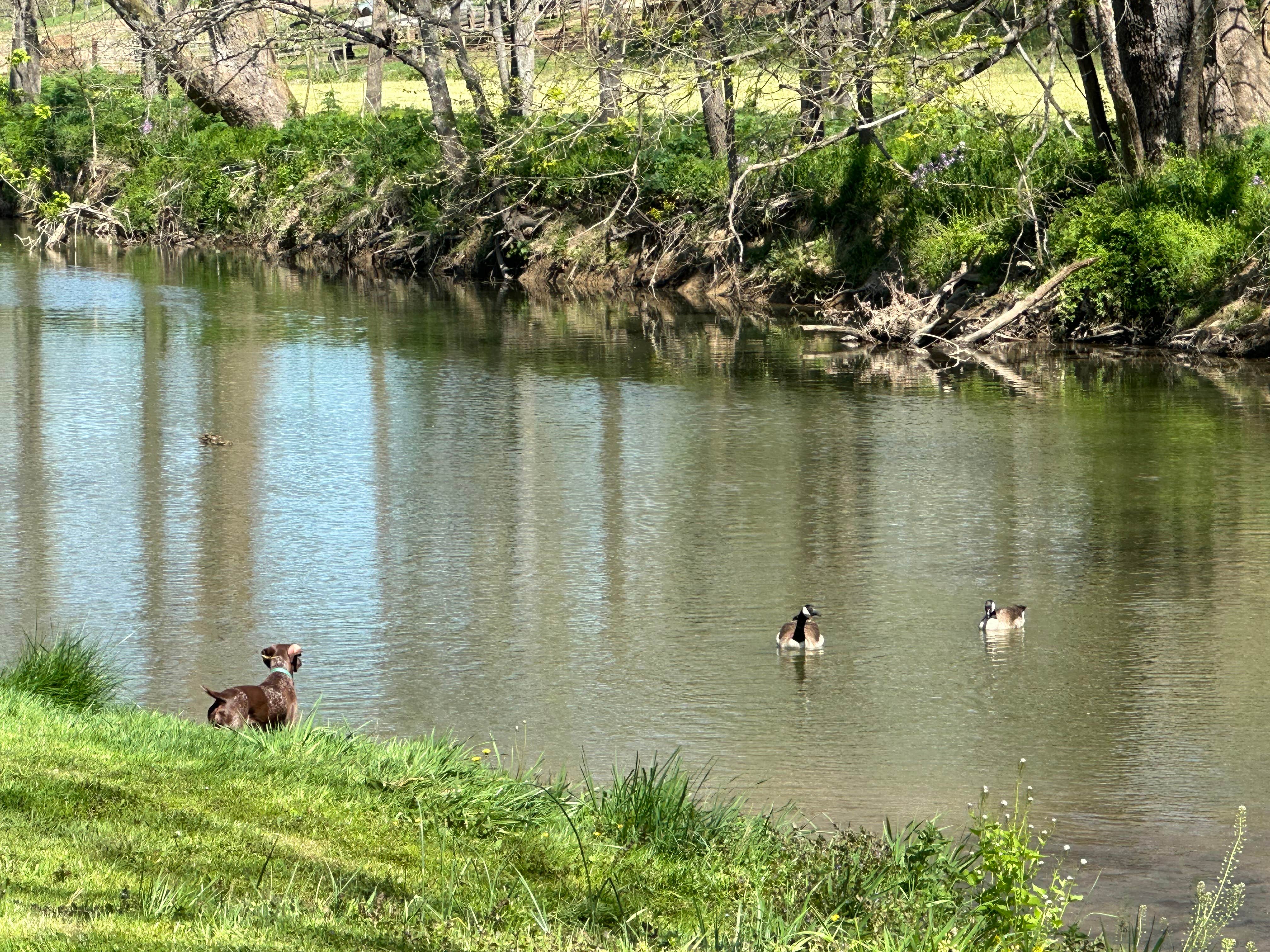 Camper submitted image from IRON Peak Ranch - 3