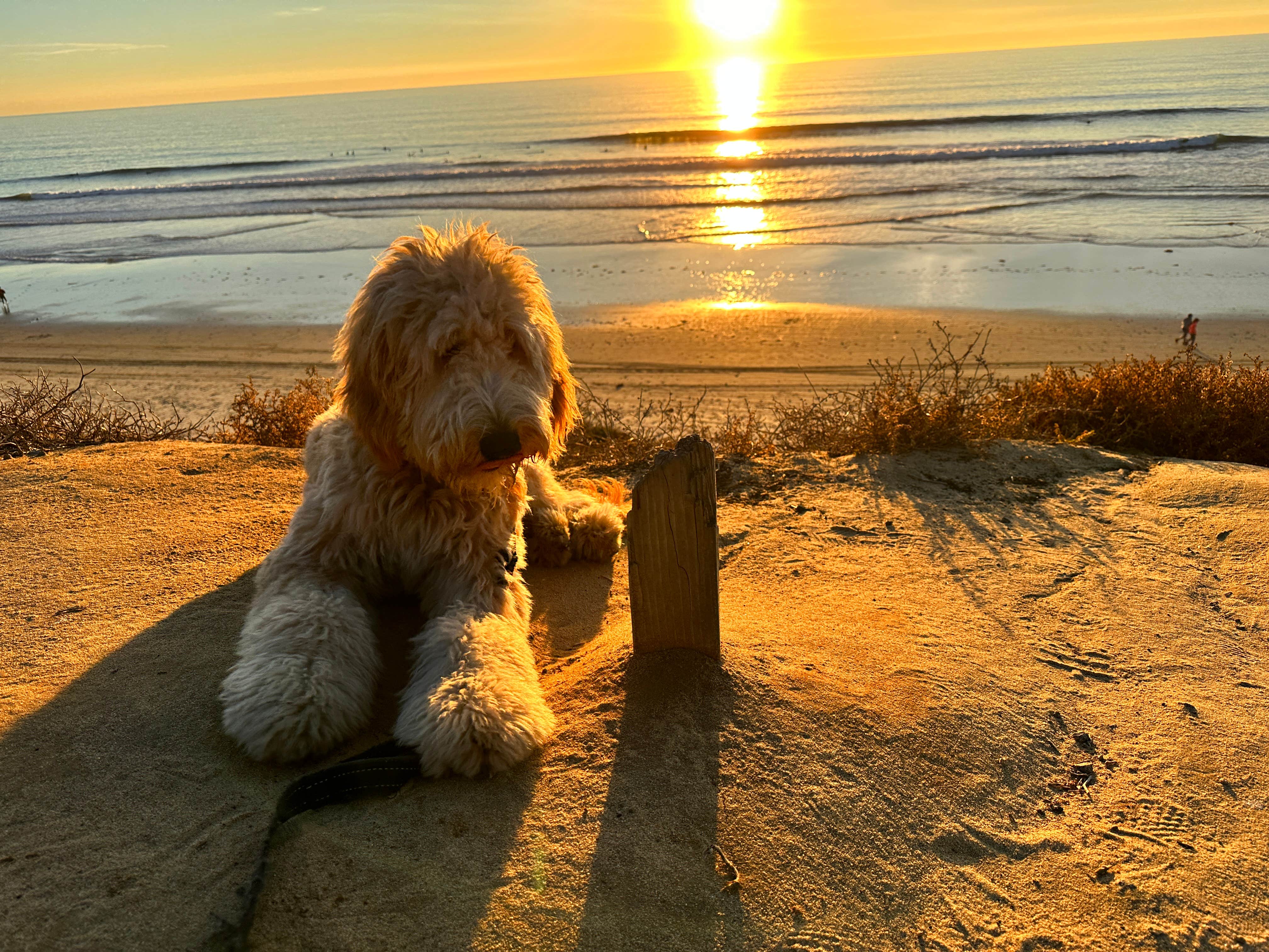 Mike G.'s photo of camping with pets at South Carlsbad State Beach Campground in California