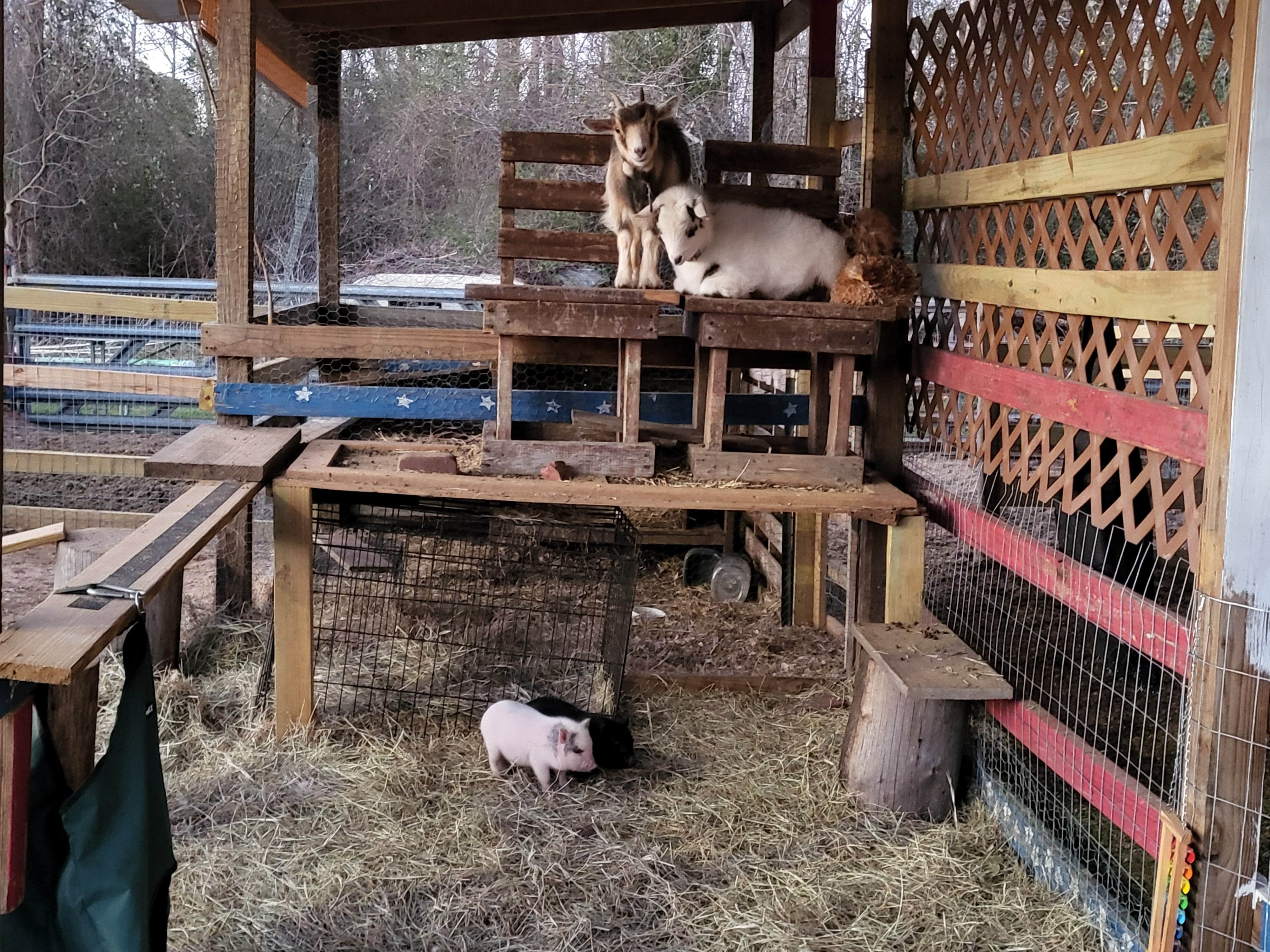 Fay's photo of camping with pets at Hitchinpost RV Park and Campground near Youngstown, FL