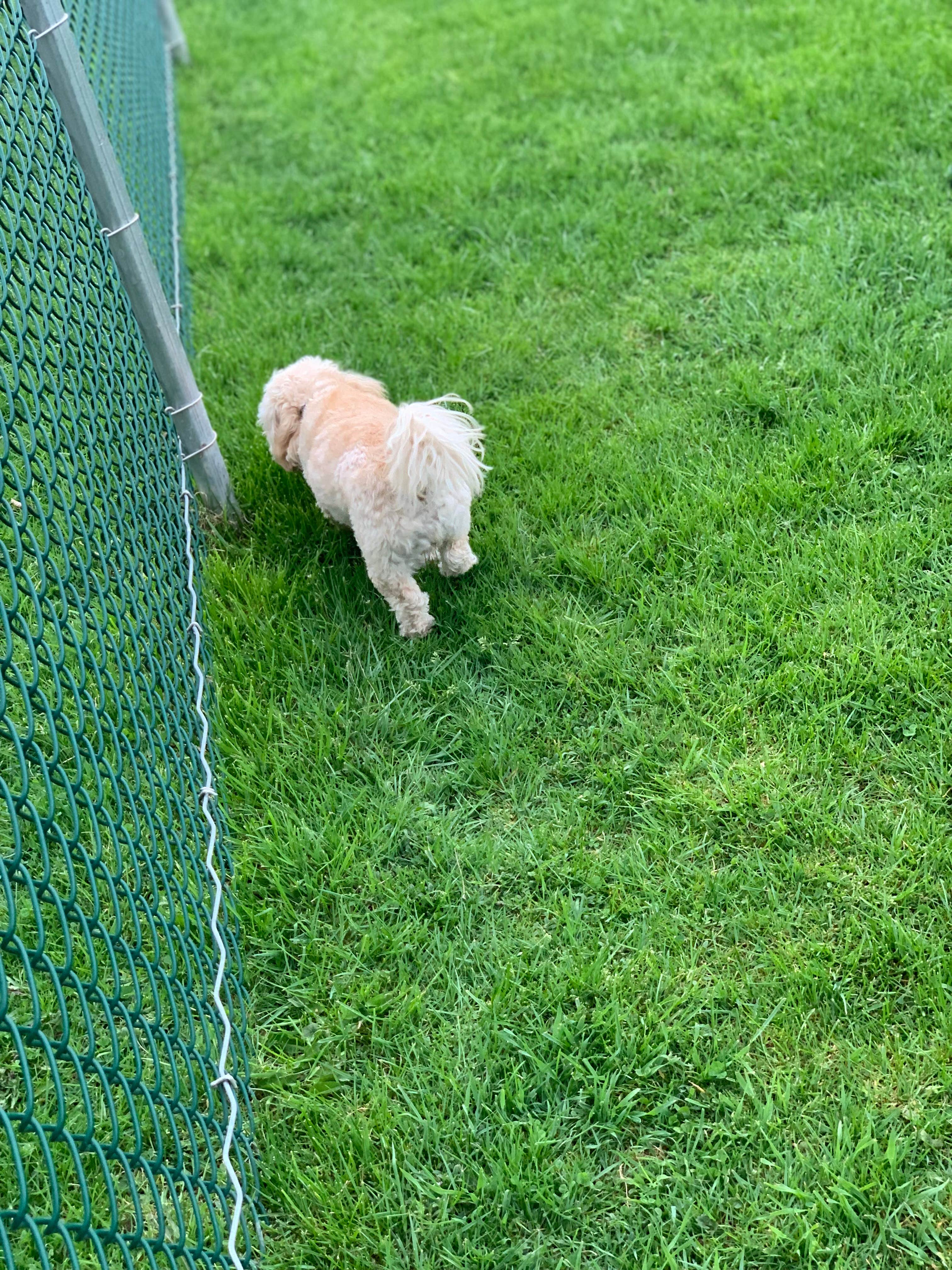 Owen I.'s photo of camping with pets at Rose Point Park Cabins & Camping near Poland, OH