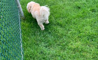 Owen I.'s photo of camping with pets at Rose Point Park Cabins & Camping near Gibsonia, PA