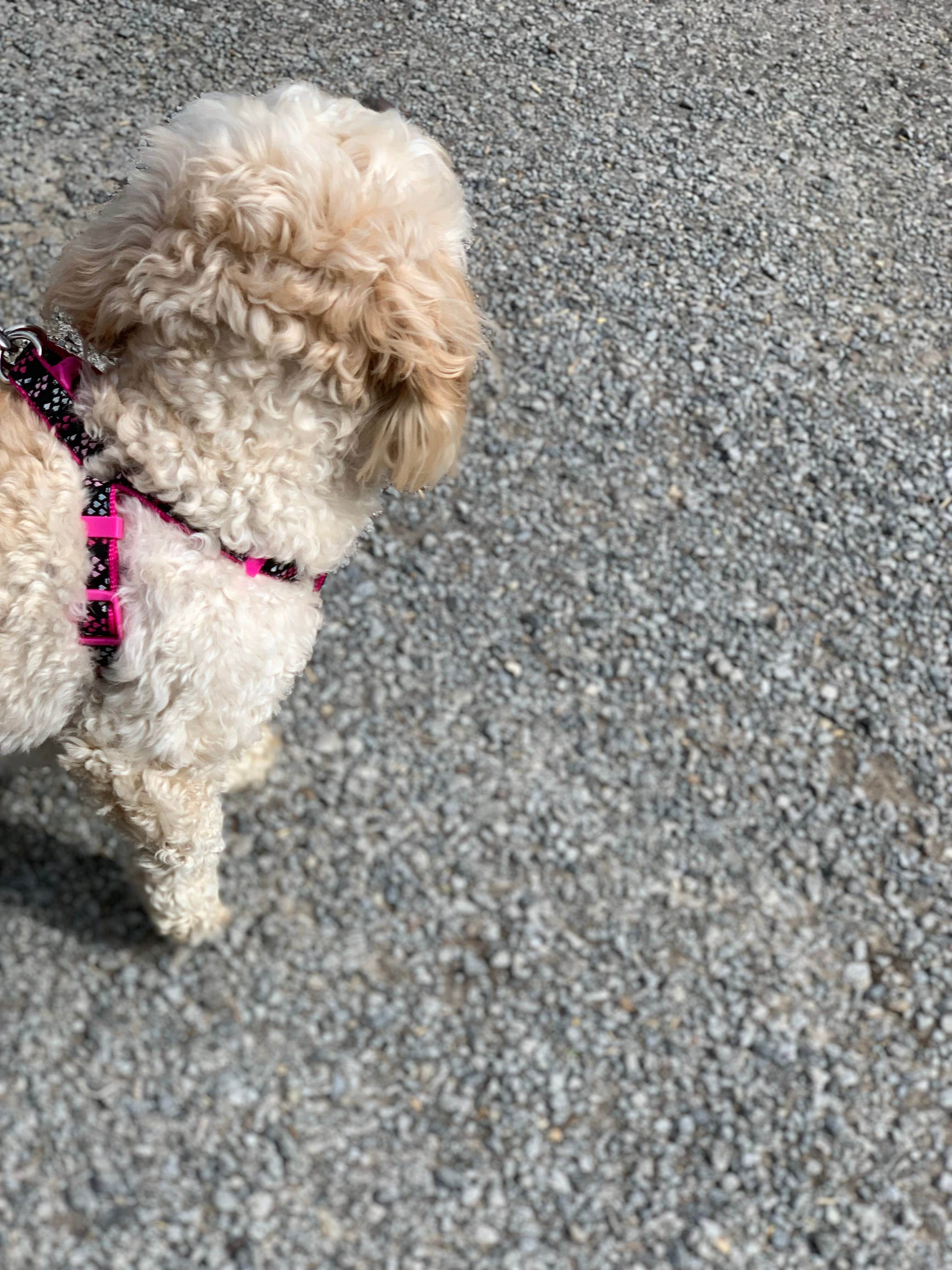Owen I.'s photo of camping with pets at Rose Point Park Cabins & Camping near Poland, OH