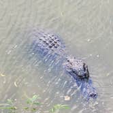 Review photo of Brazos Bend State Park Campground by Mark D., May 3, 2024