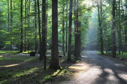 Camper submitted image from Elkmont Campground — Great Smoky Mountains National Park - 2