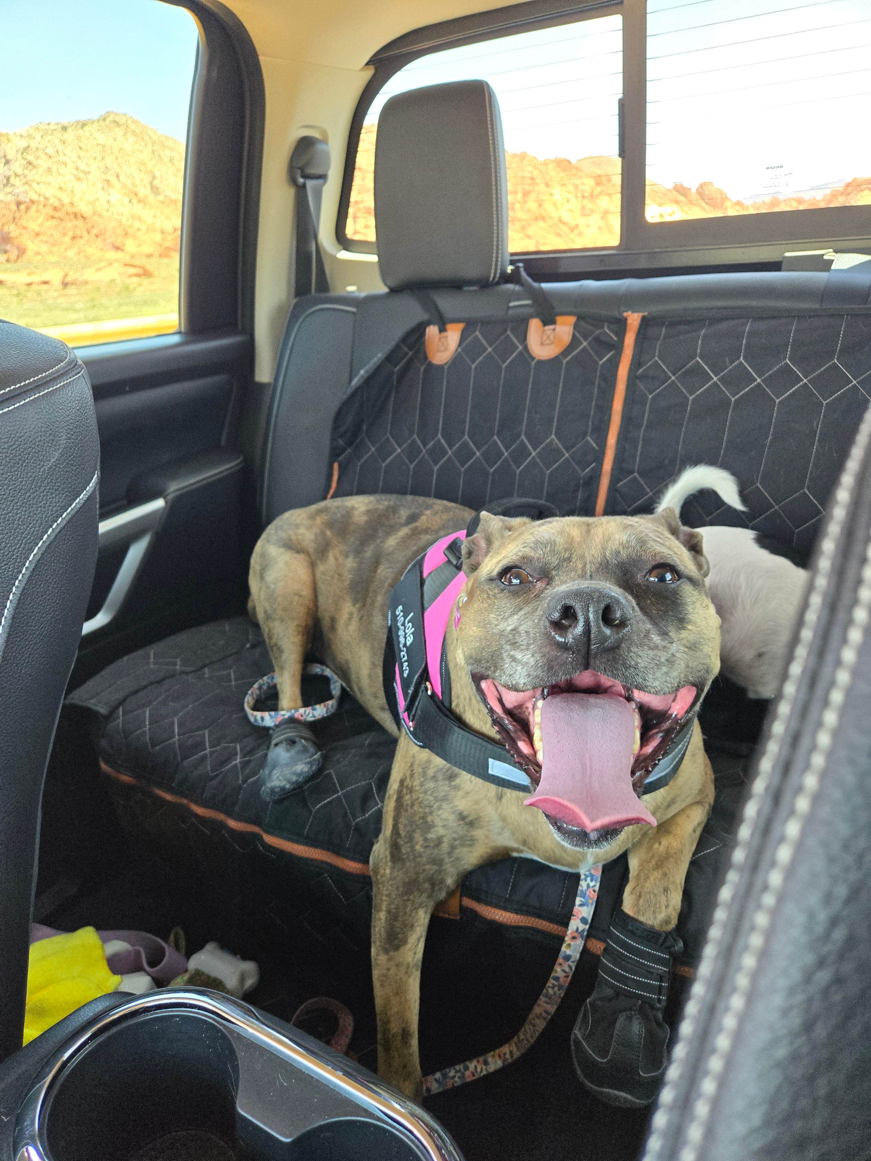 Steven M.'s photo of camping with pets at WillowWind RV Park near St. George, UT