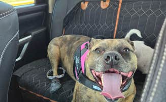 Steven M.'s photo of camping with pets at WillowWind RV Park near Leeds, UT