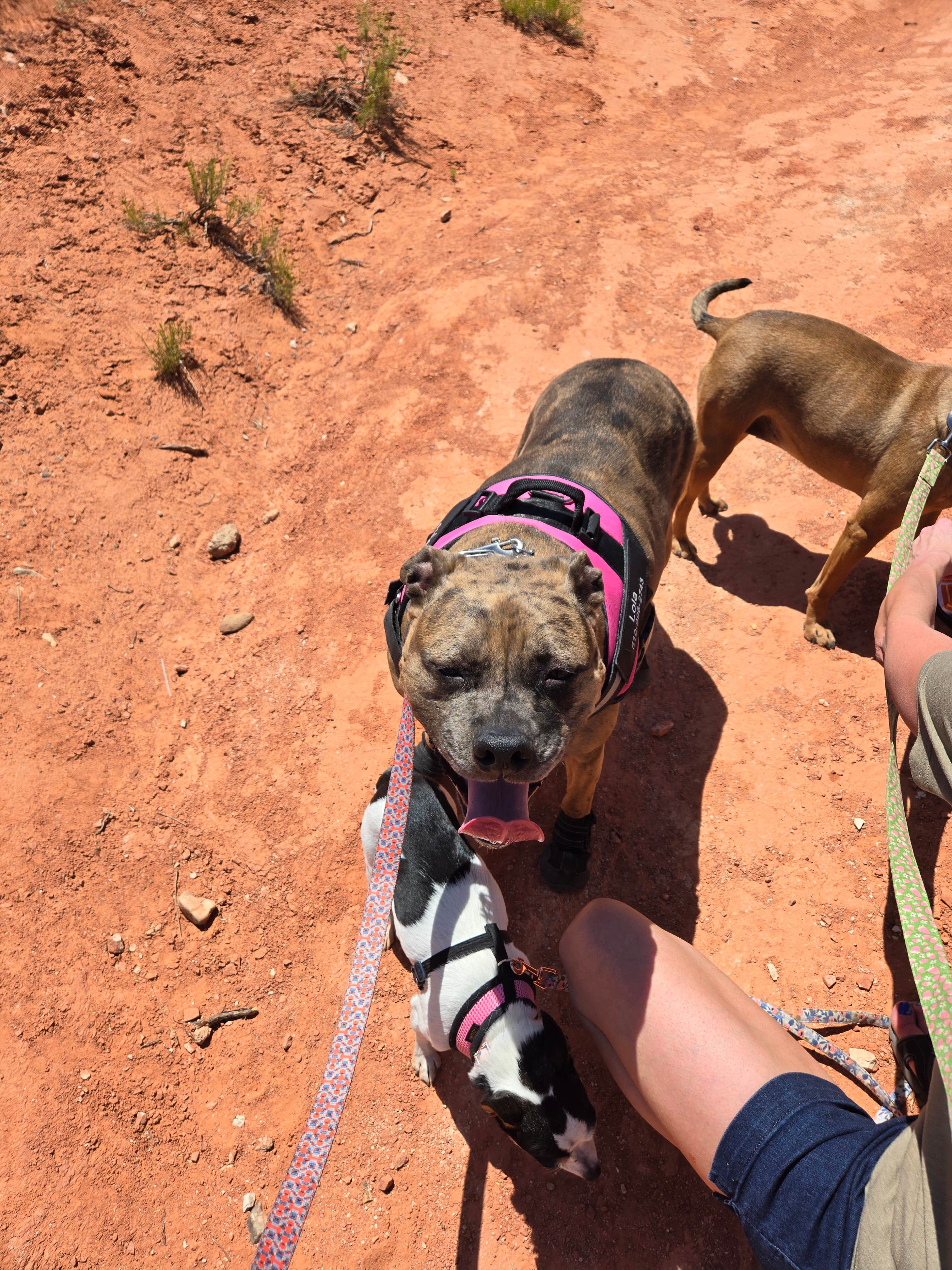 Steven M.'s photo of camping with pets at WillowWind RV Park near Hurricane, UT