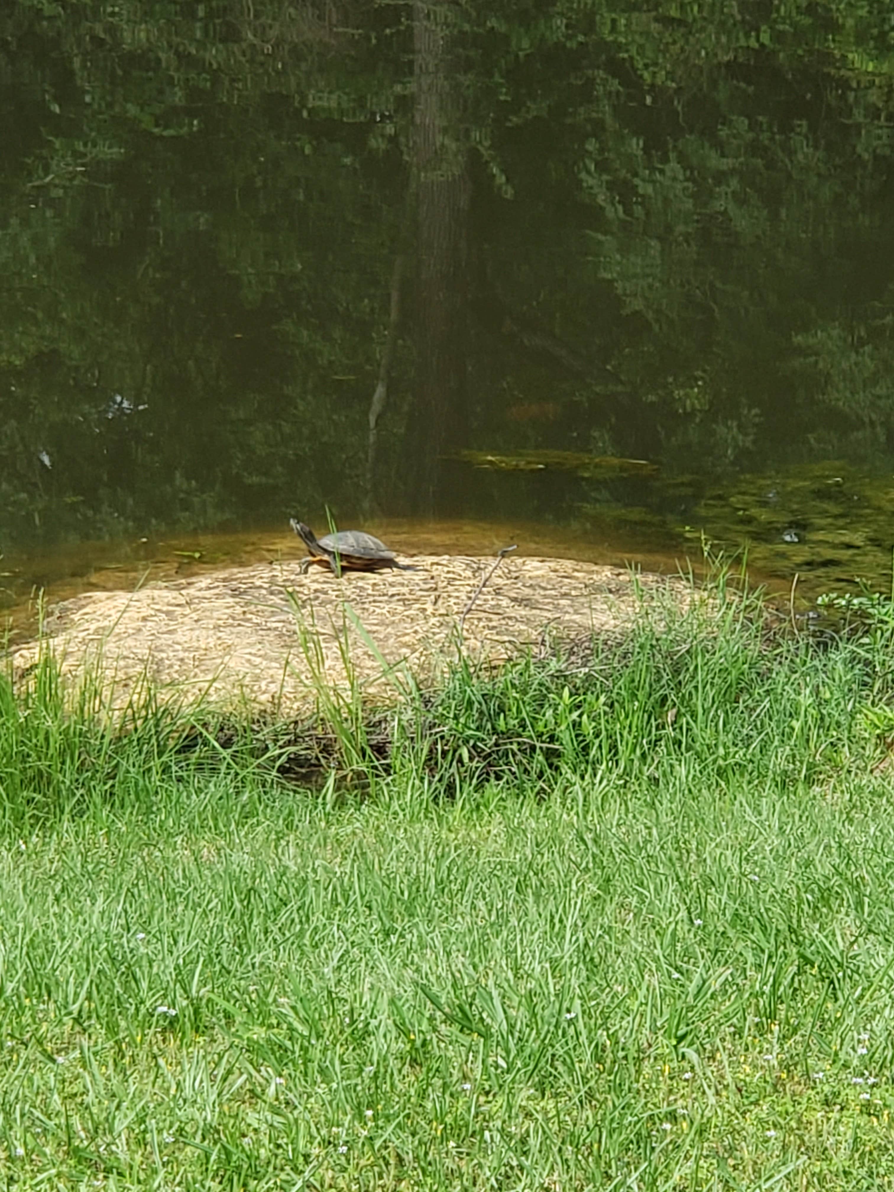 Camper-submitted photo at Countryside RV Park near San Augustine, TX