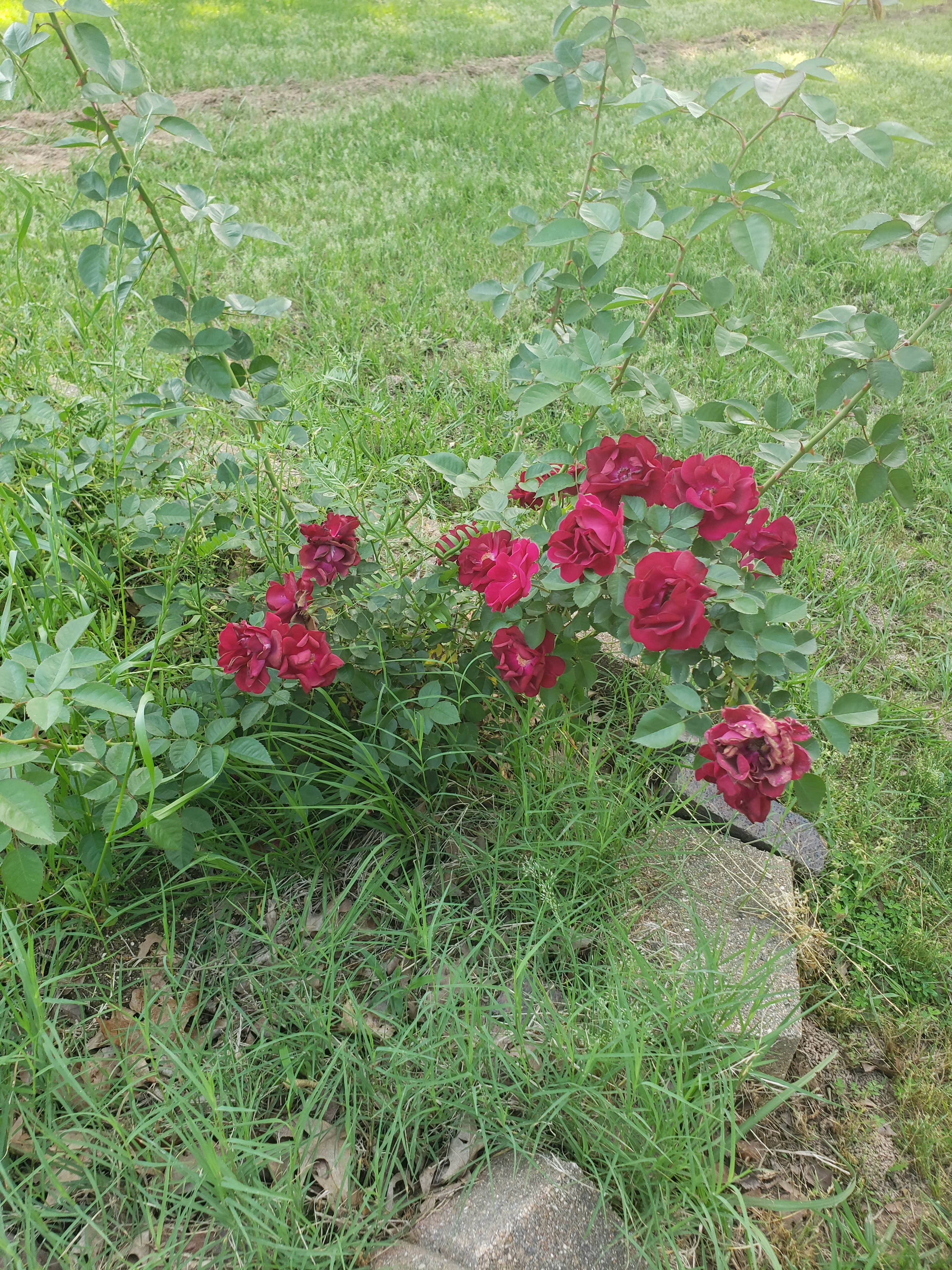 Camper-submitted photo at Countryside RV Park near San Augustine, TX