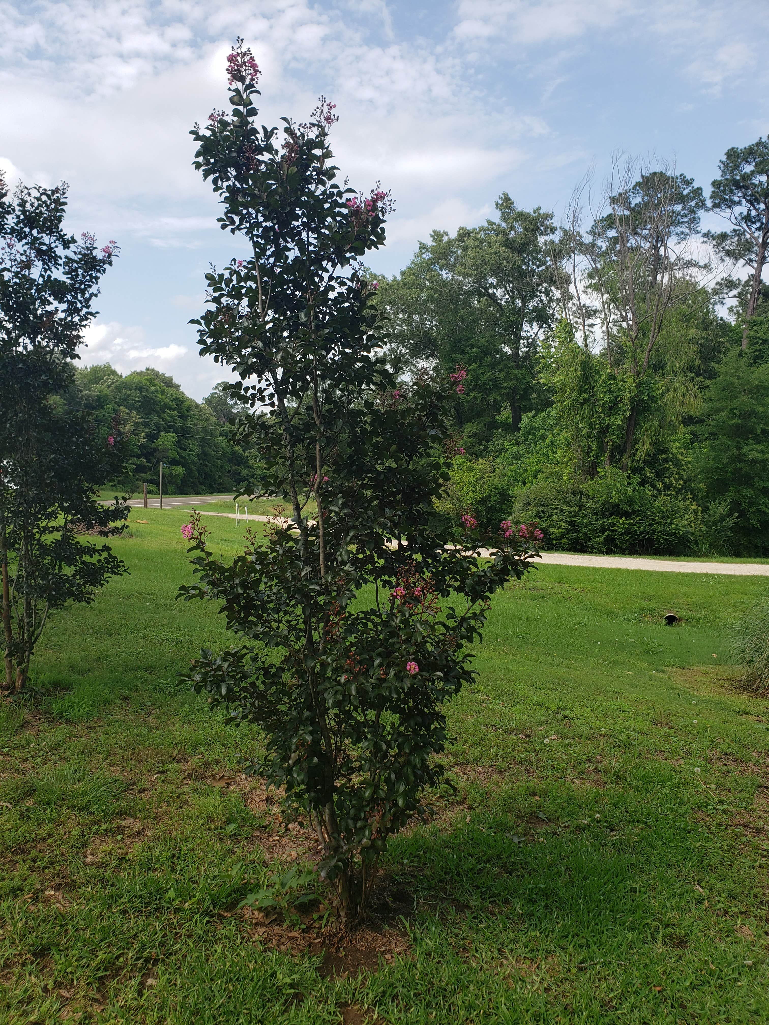 Camper-submitted photo at Countryside RV Park near San Augustine, TX