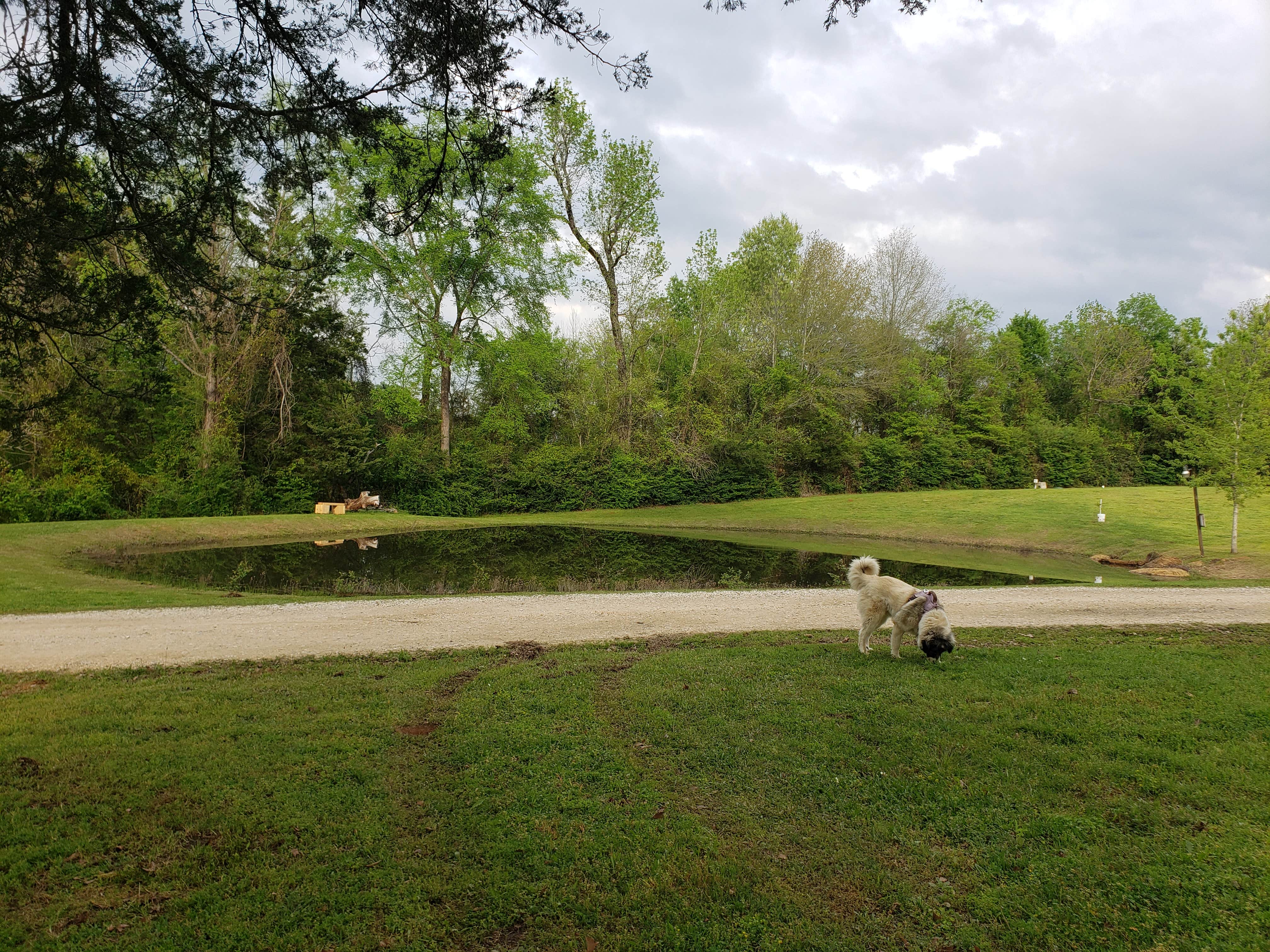Laura F.'s photo of camping with pets at Countryside RV Park near San Augustine, TX