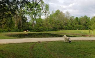 Laura F.'s photo of camping with pets at Countryside RV Park near San Augustine, TX