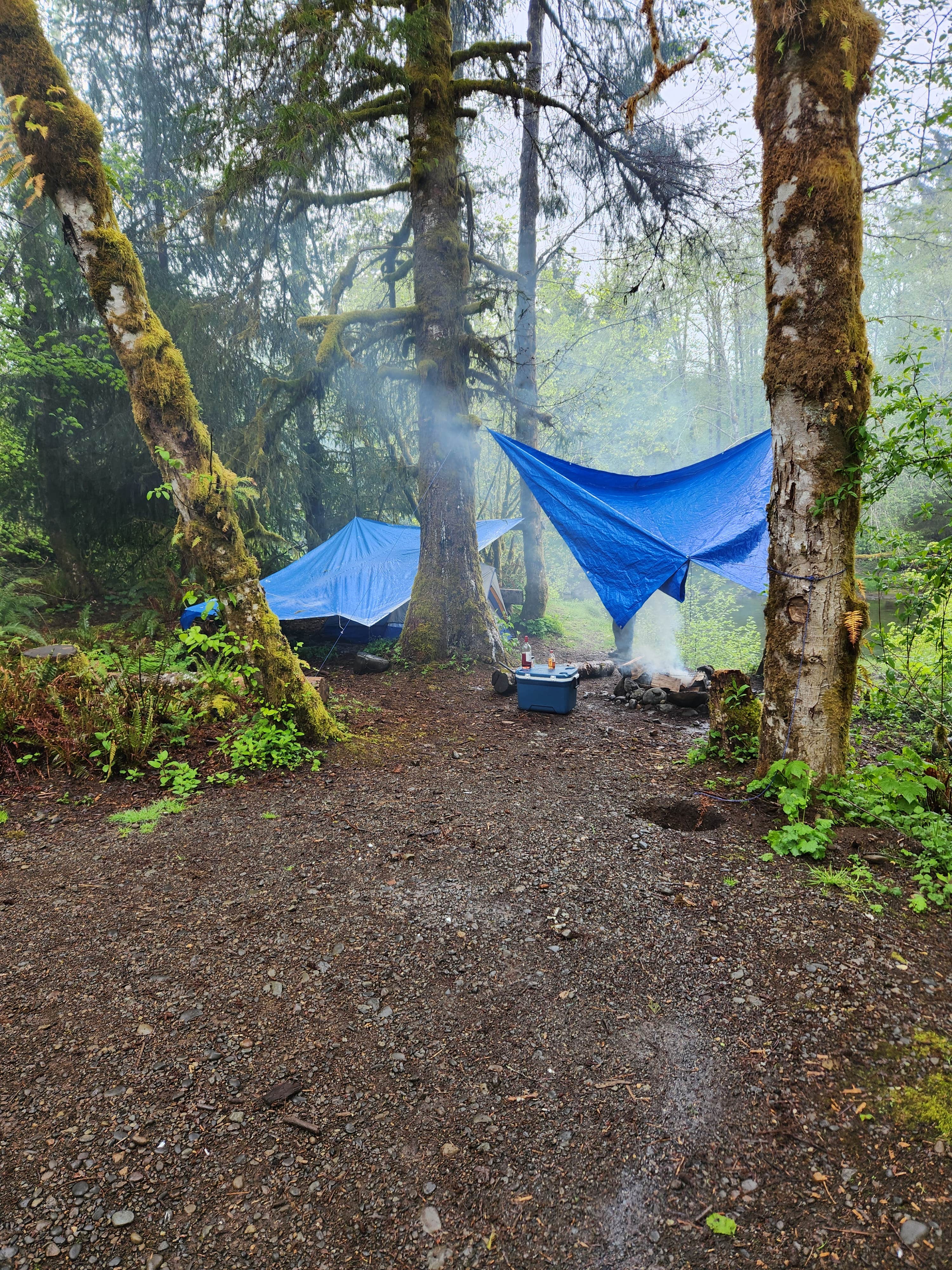 Payton N.'s photo of a dispersed camping area at South Fork Calawah River near Forks, WA
