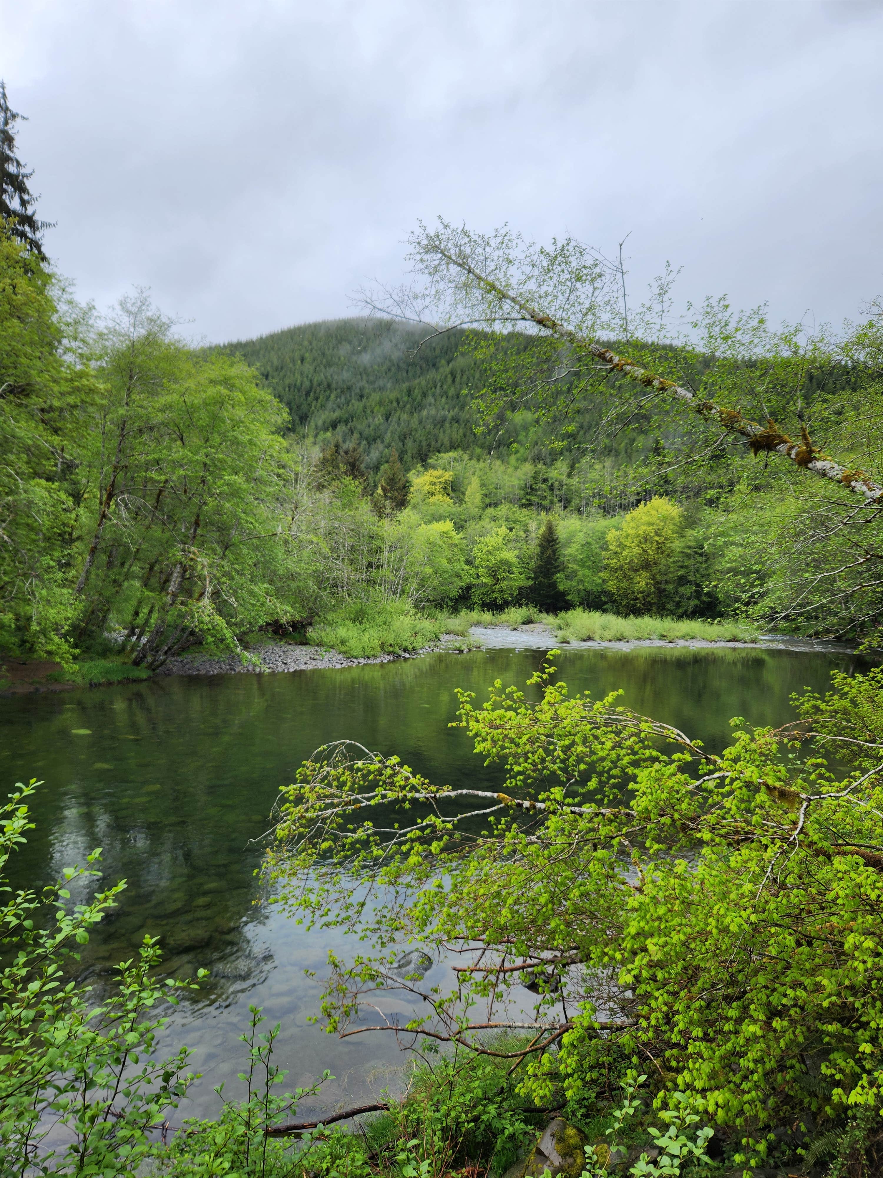 Camper submitted image from South Fork Calawah River - 2