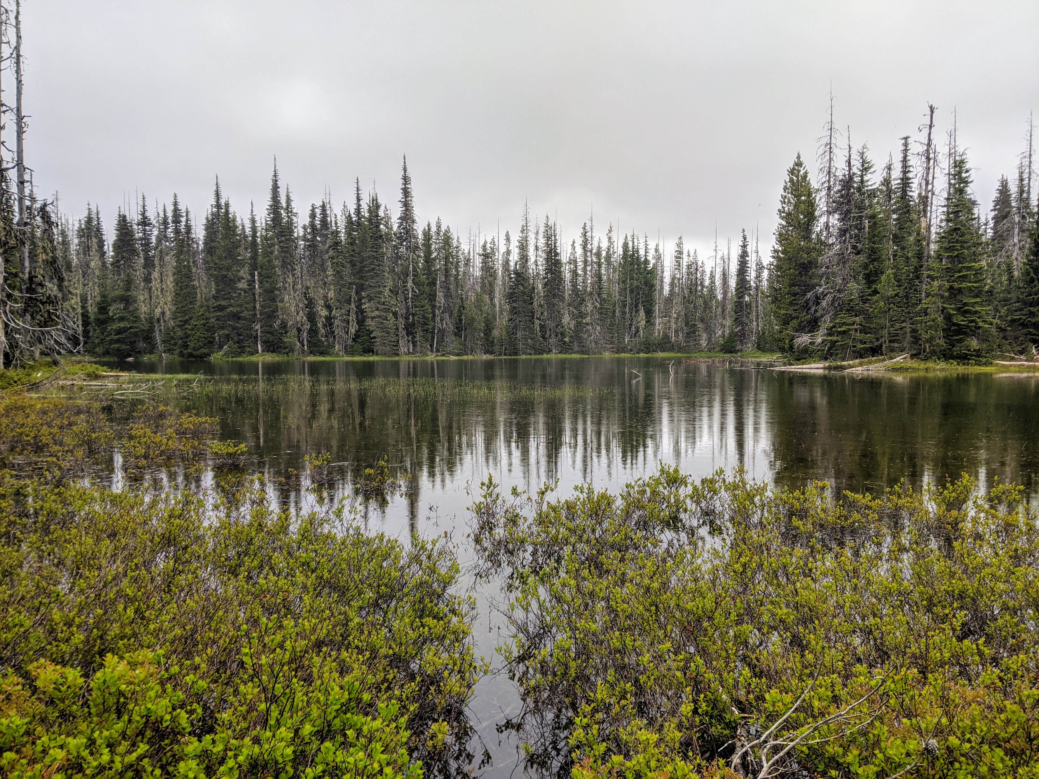 Camper-submitted photo at Maxwell Sno-Park near Mckenzie Bridge, OR