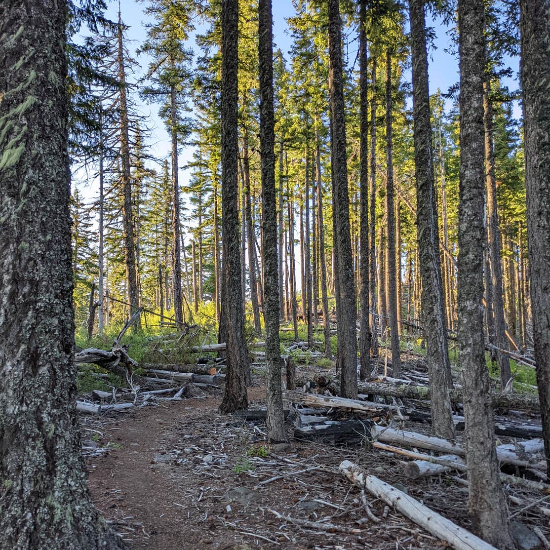 Elk Cove Trailhead Camping | Government Camp, OR