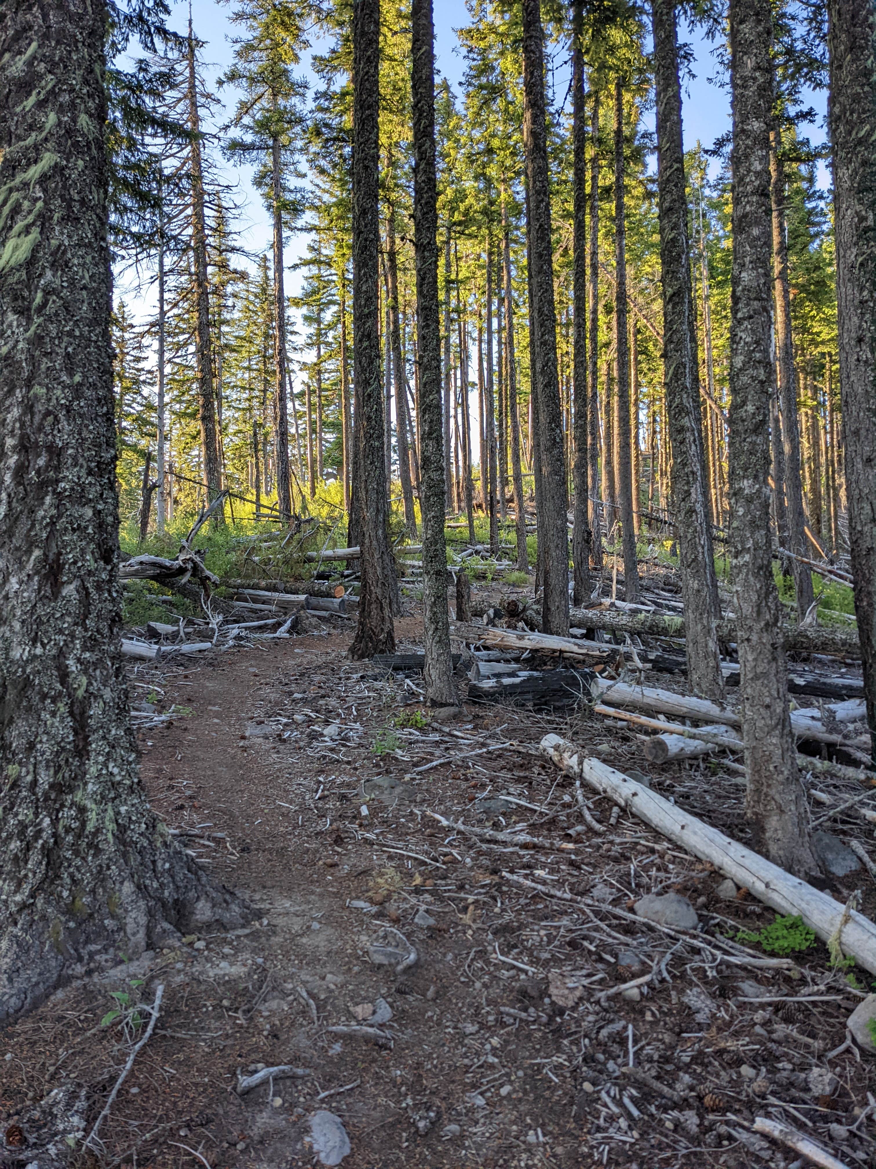 Camper submitted image from Elk Cove Trailhead - 2