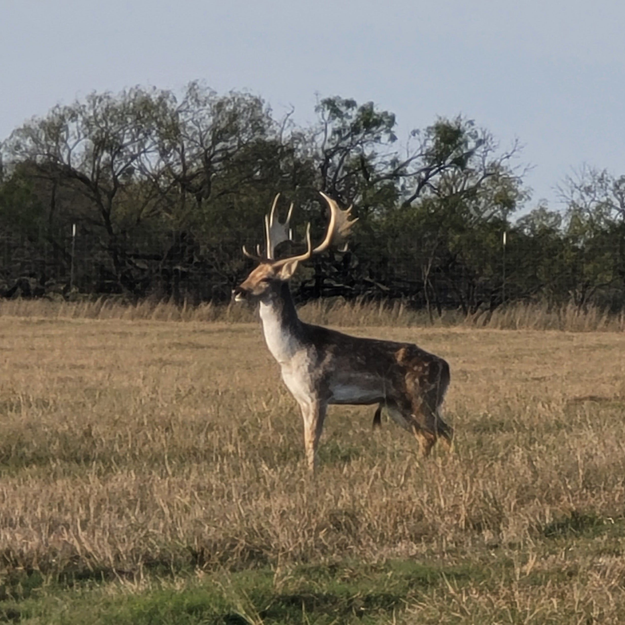 Camper submitted image from SKYE Texas Hill Country - 3