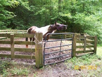 The Dyrt's photo of camping with a horse at Young Branch Horse Camp in Tennessee