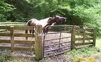 The Dyrt's photo of camping with a horse at Young Branch Horse Camp near Marble, NC