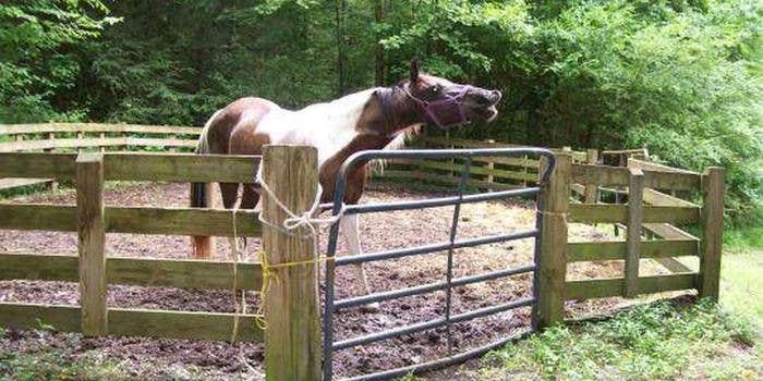 Camper submitted image from Young Branch Horse Camp