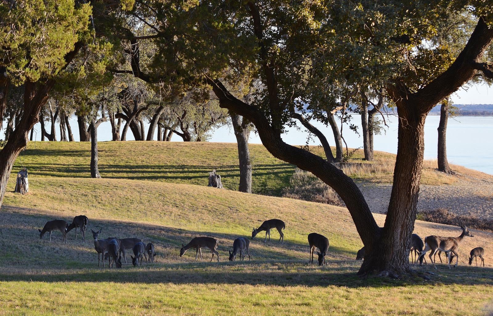 A herd of deer grazing in Airport Park



Credit: